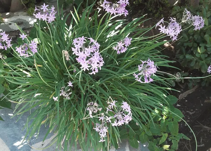 Ioanna 4* Agios Prokopios (Naxos)